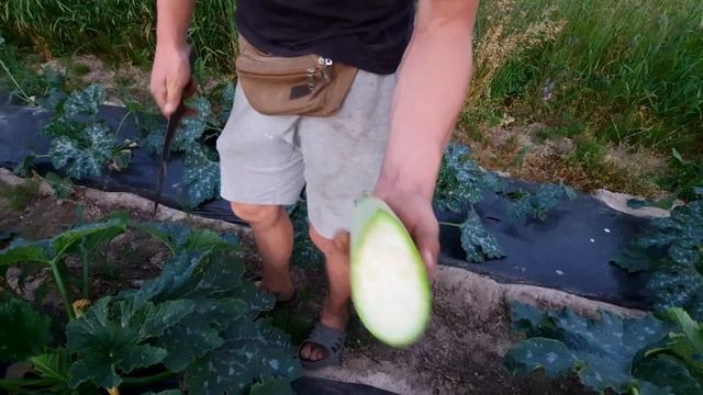 Сбор и обзор кабачка СУПЕР ДОНЯ И ИСКАНДЕР смотреть онлайн