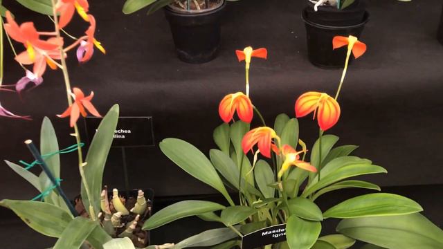 2018 Orchid Show in Malvern, UK смотреть онлайн