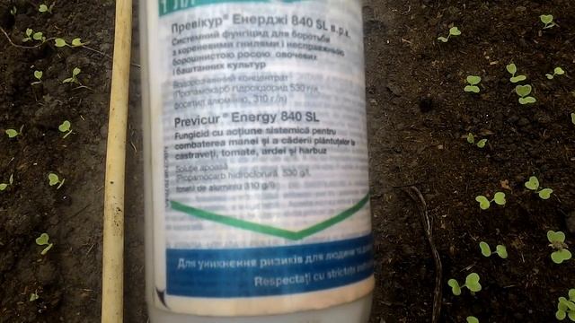 Редис 12 января. Обработка от чёрной ножки, борьба со слизнем смотреть онлайн