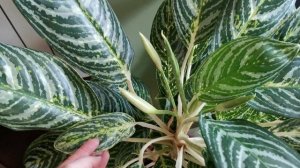 Цветение аглаонемы.