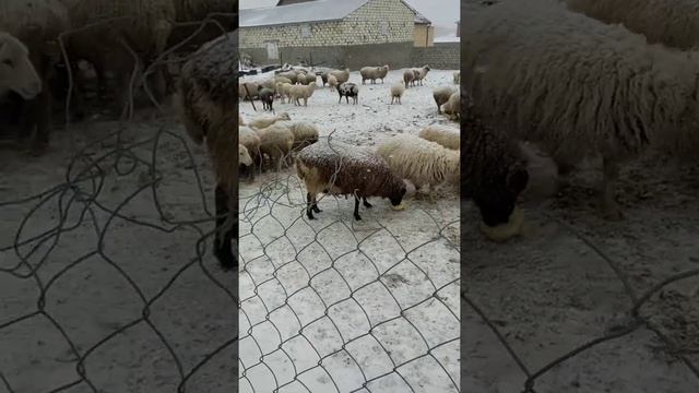 Капуста для овец ,зимой.