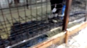 Заливка бетонных полов в новом вольере для медведей