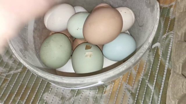 Кормление, сбор яица,♎вес яйца от разных пород кур. смотреть онлайн