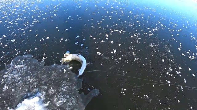 ПЕРВЫЙ ЛЁД 2019-2020! Ловля щуки на ЖЕРЛИЦЫ! Отличное открытие сезона! смотреть онлайн