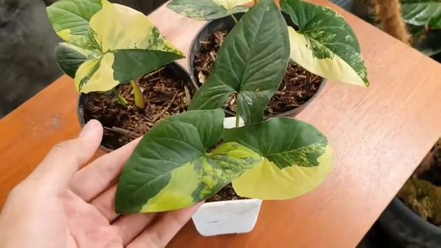 Syngonium Aurea Variegated