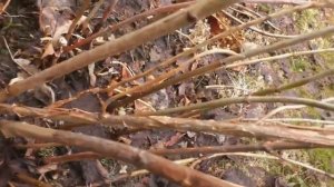 Весенняя обрезка  гортензии древовидной Аннабель на цветение. Неприхотливые садовые кустарники.