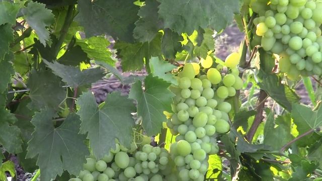 Продюсер смотреть онлайн