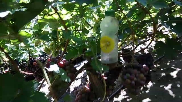Сентябрь. Экскурсия по питомнику винограда. Лоза вызревает, ягоды поспевают! смотреть онлайн