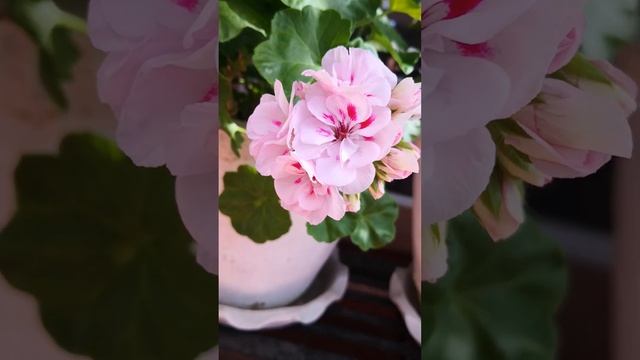 Pelargonium zonale sunrise blooming смотреть онлайн