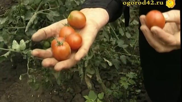 Отзыв агронома: Попугайчик и Болото - вкуснейшие томаты! смотреть онлайн