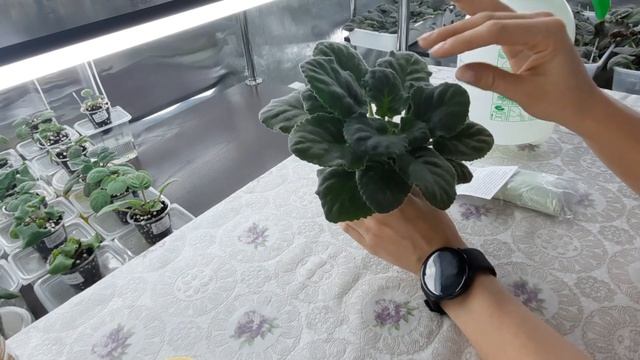 Удобрение для фиалок по листу,ВЗРЫВАТЕЛЬ ЦВЕТЕНИЯ. Эксперимент! Готовлю фиалку к шапочному цветению смотреть онлайн