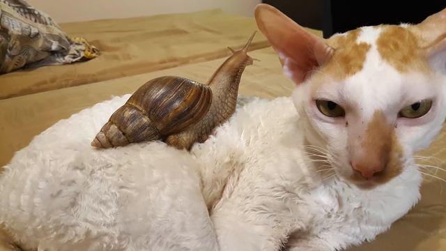 КРУПНЕЙШИЕ СУХОПУТНЫЕ МОЛЛЮСКИ НА ПЛАНЕТЕ! The largest mollusks on the planet смотреть онлайн