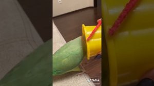 Говорящий ожереловый попугай Ричи