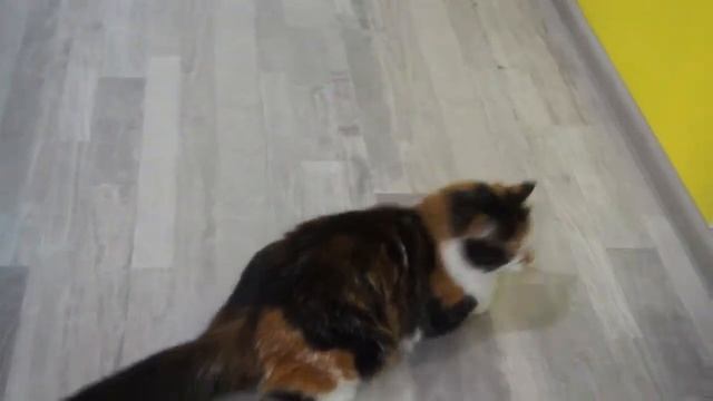 Котокафе "Четыре лапки" в Гатчине.Сafe with cats. смотреть онлайн