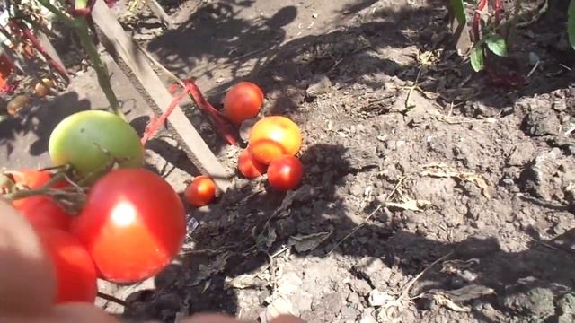 ТОМАТ МИСС АМЕРИКА ДЛЯ МНОГИХ СОВСЕМ НЕИЗВЕСТЕН. Ольга Чернова. смотреть онлайн