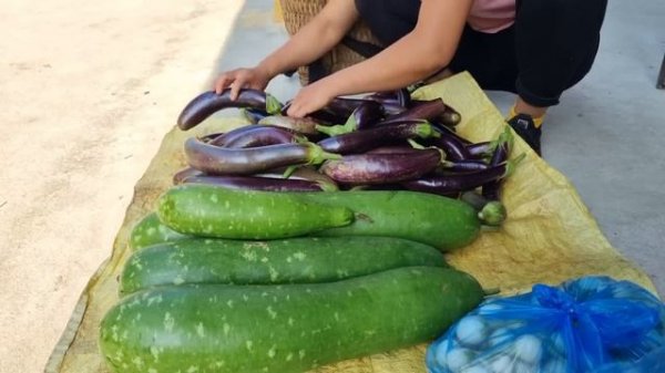 FULL VIDEO: harvest, forest bananas, gourds, eggplants, ferns, bring to the market to sell
