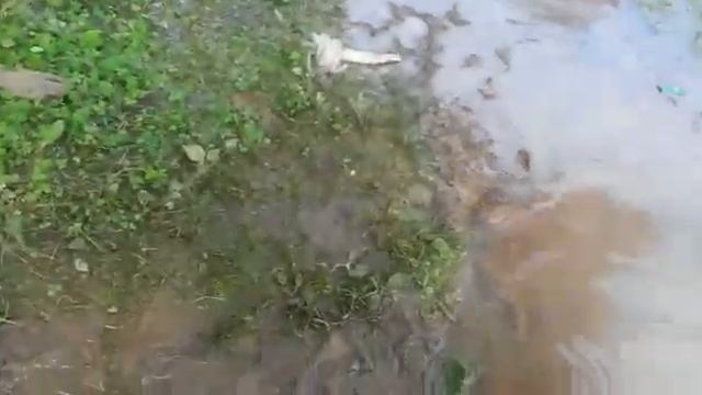 Вода течёт из-под земли на территории 56-й школы смотреть онлайн