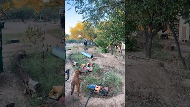 Riding our bikes. #bmx#haro #bmxdirttrack смотреть онлайн