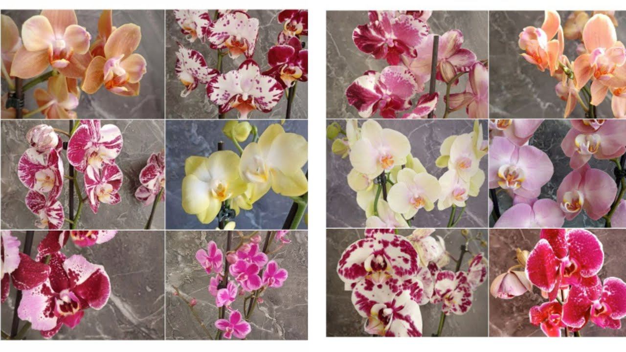 Сортовые орхидеи, бабочки, мутанты из Голландии / Поставка апрель 2022 смотреть онлайн