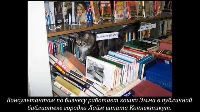 Всероссийский день библиотек 2021 #ВсероссийскийДеньБиблиотек