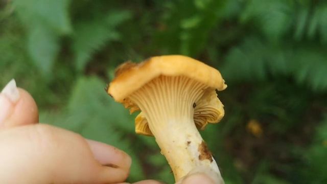 Identifying edible fungi: Cantharellus cibarius - chanterelle. смотреть онлайн