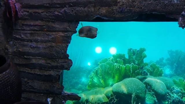 KLCC Aquarium Kuala Lumpur Malaysia. смотреть онлайн