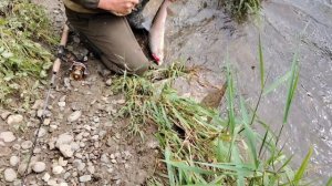 Удачная рыбалка 2024 год. Лосось - горбуша) Остров Сахалин