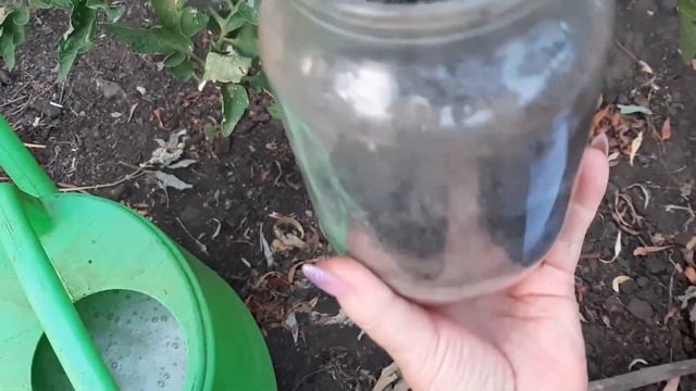 Томаты Созреют на Кусте в 3 Раза быстрее Раскрываю рецепт "Коктейля" помогаем помидорам созреть. смотреть онлайн