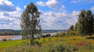 Русские березы -  Василий Зинкевич