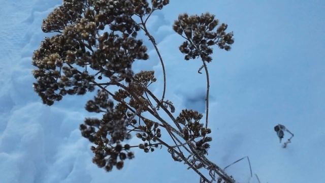 РАДОСТИ ЗИМЫ. ЗАРИСОВКИ В РИТМЕ ТАНЦА. смотреть онлайн