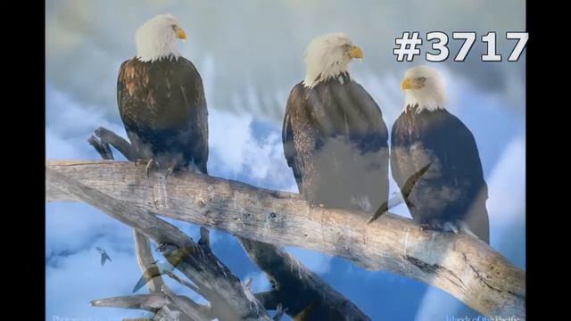 #3717. Птицы (В мире животных) смотреть онлайн