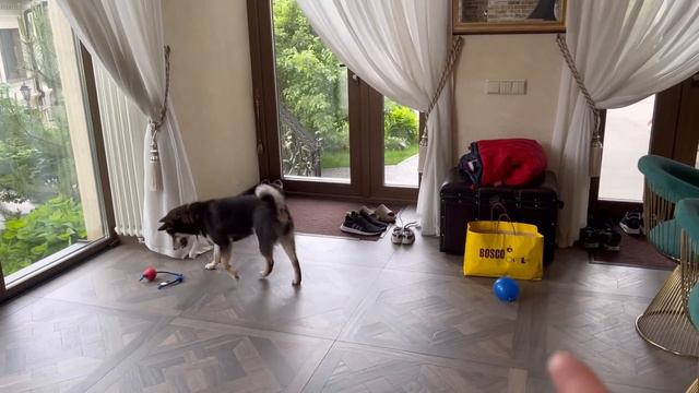 Хома пыталась сбежать…Давидик и питомцы…Занятие с Викой…Корм Альфабульс…#GrafBalas#питбульграф смотреть онлайн