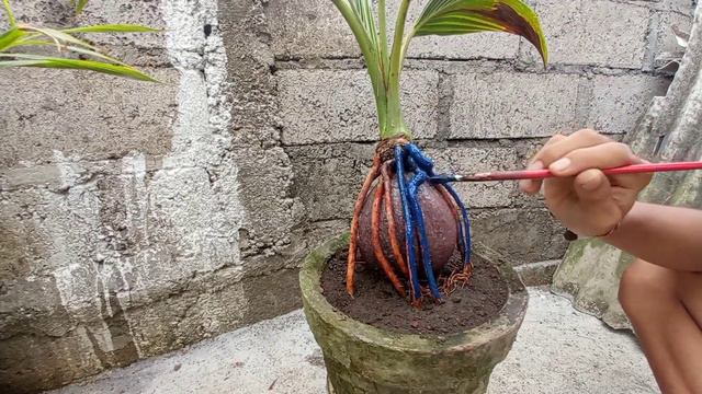 CAT AKAR BONSAI KELAPA смотреть онлайн