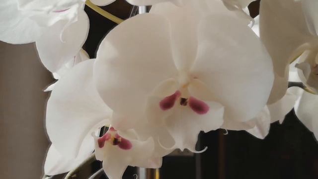 Расцвели Биг Липы - Принц и Принцесса!)) Phal. Reyoung Prince и Рhal. Yonghome Princess.