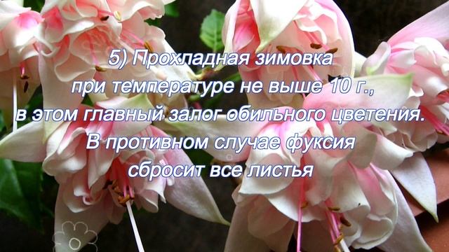 Фуксия - растение с танцующим цветком. размножение и уход