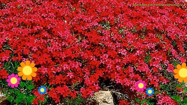 Аубриета гибридная Регадо ред. Краткий обзор, описание характеристик aubrieta hybrida Regado Red смотреть онлайн