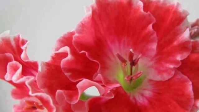 Лучшие сорта Королевской пеларгонии. смотреть онлайн