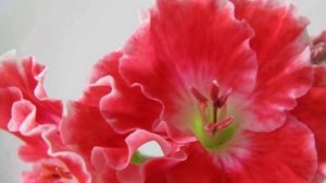 Лучшие сорта Королевской пеларгонии.