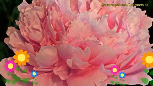 Пион молочноцветковый Крусс Бланш. Краткий обзор, описание paeonia lactiflora Crousse Blanche смотреть онлайн