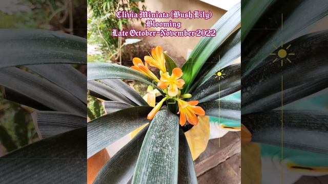 Clivia Miniata (Bush Lily) Blooming смотреть онлайн