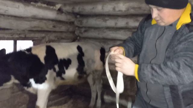 Откорм быков. Вес быка Голштинской породы в 7 месяцев#быки#крс#откорм_быков#корм#кормление_быков смотреть онлайн