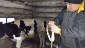 Откорм быков. Вес быка Голштинской породы в 7 месяцев#быки#крс#откорм_быков#корм#кормление_быков