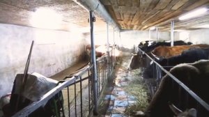 Коровник на 20 голов 2-часть!!!