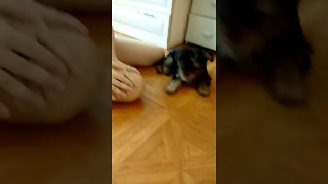 Как научить йорка командам смотреть онлайн
