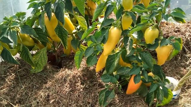 Июнь: Созрел урожай перцев в МО в плёночной теплице. смотреть онлайн