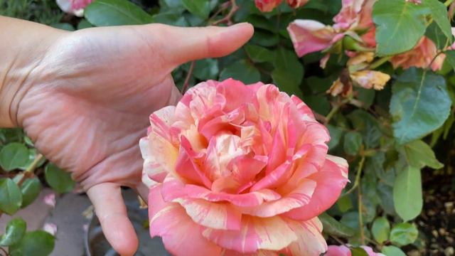 Amazing Peach Swirl Rose 2nd flush #rose #davidaustinroses #davidaustin смотреть онлайн