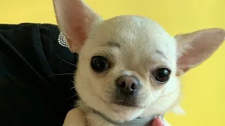 Чихуахуа. Лиза из салона красоты. смотреть онлайн