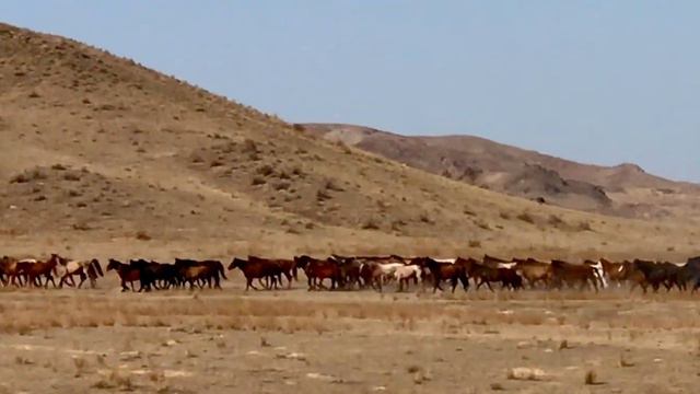 Лошади в долине реки Или. смотреть онлайн