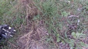 How to use a FISKARS XACT weed puller unboxing & review weeding & gardening