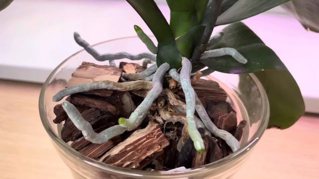 Я дома после трехнедельного отпуска 🏖️ ! Как дождались меня мои орхидеи… 🌸☺️ смотреть онлайн